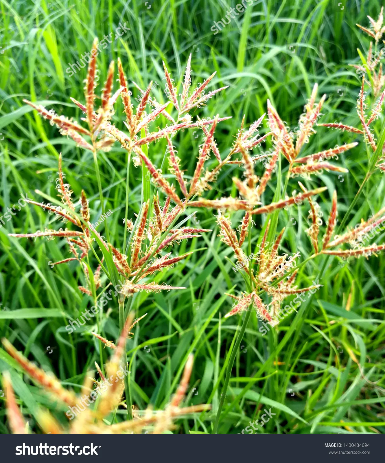 Cyperus iria
